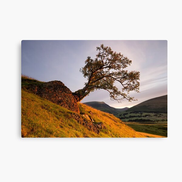Lone Tree Golden Hour Canvas Print
