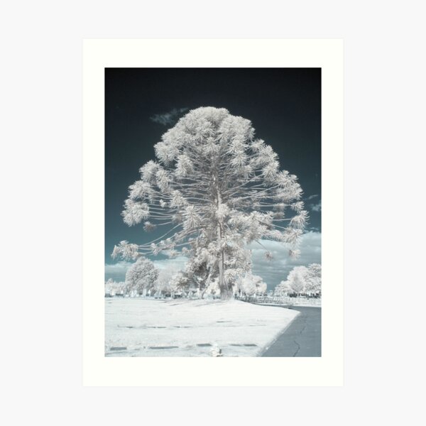 Tree 4 Art Print