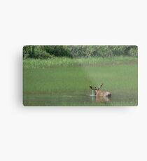 Big Bull Moose Metal Print