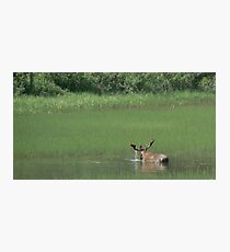 Big Bull Moose Photographic Print