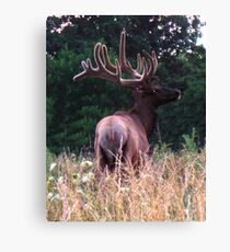 Bull Elk Canvas Print