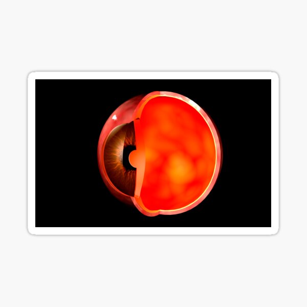 Item preview, Conceptual image of human eye cross section. designed and sold by StocktrekImages.