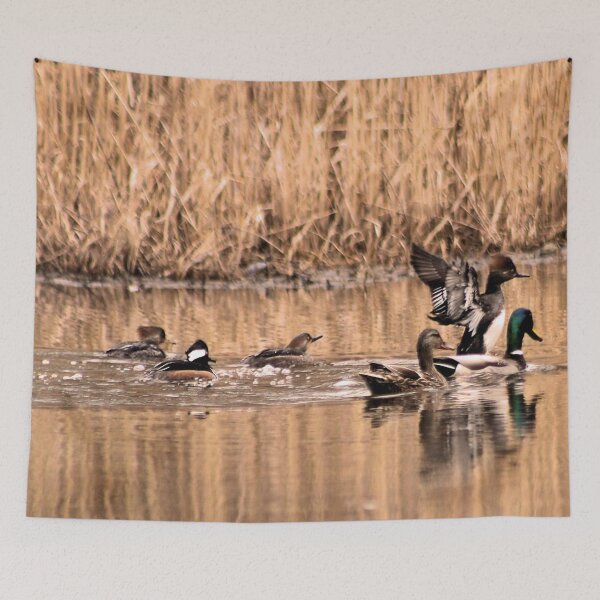Item preview, HOODED MERGANSER 4 designed and sold by BOLLA67.