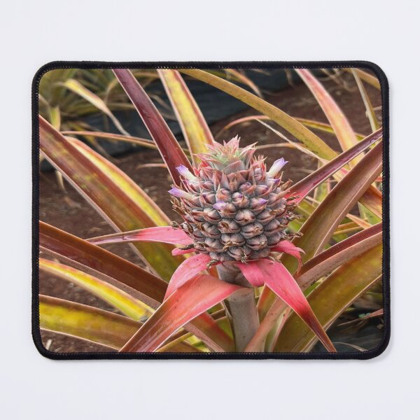Item preview, Baby Hawaiian Pineapple: photographed while visiting pineapple farm in Hawaii, fruit, decor, accent piece, gift idea, home, office, work space designed and sold by Becky Hunter.