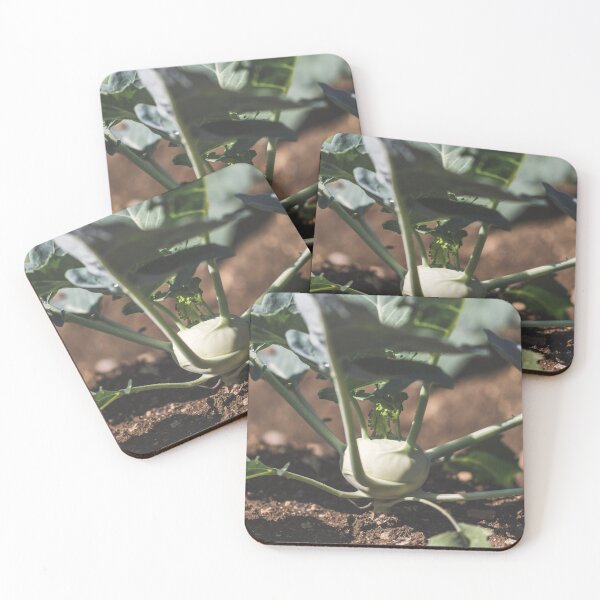 Item preview, Growing kohlrabi in the garden designed and sold by StohlerPhotos.