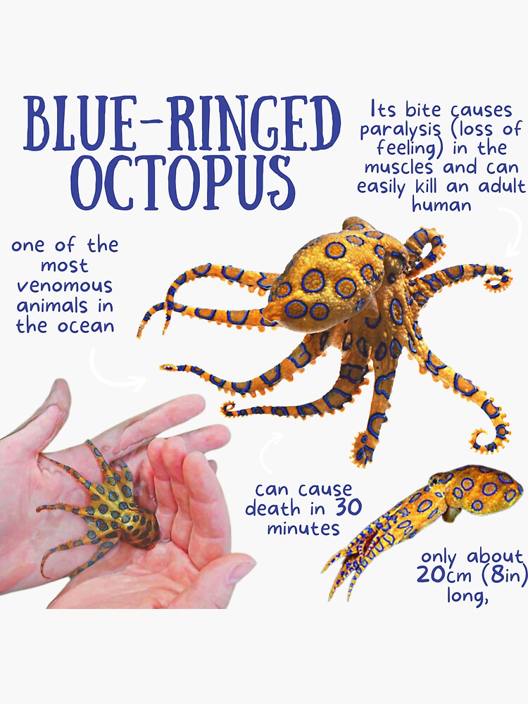 Blue Ringed Octopus Facts | Facts about Blue Ringed Octopuses