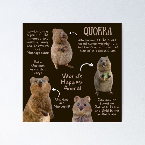 Item preview, Quokka Fun Facts designed and sold by KyleNesas.