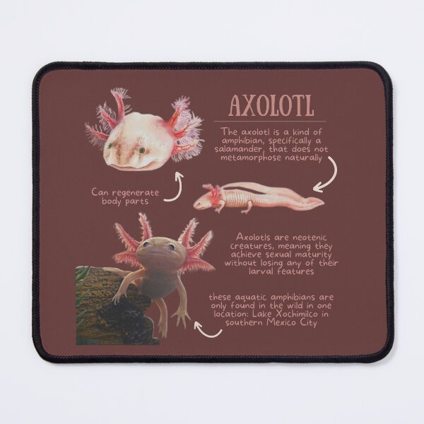 Item preview, Axolotl Fun Facts designed and sold by KyleNesas.