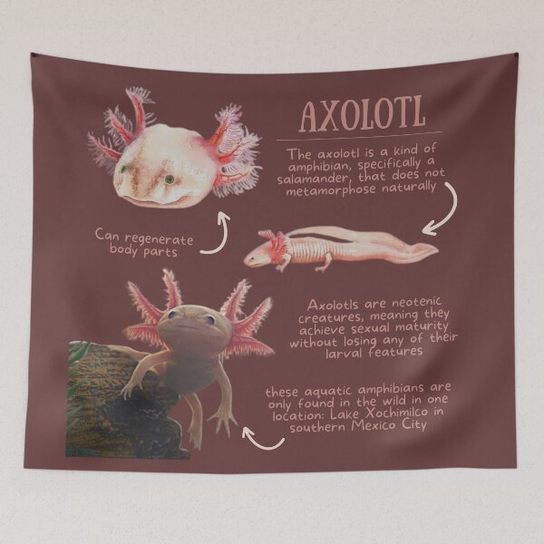 Item preview, Axolotl Fun Facts designed and sold by KyleNesas.