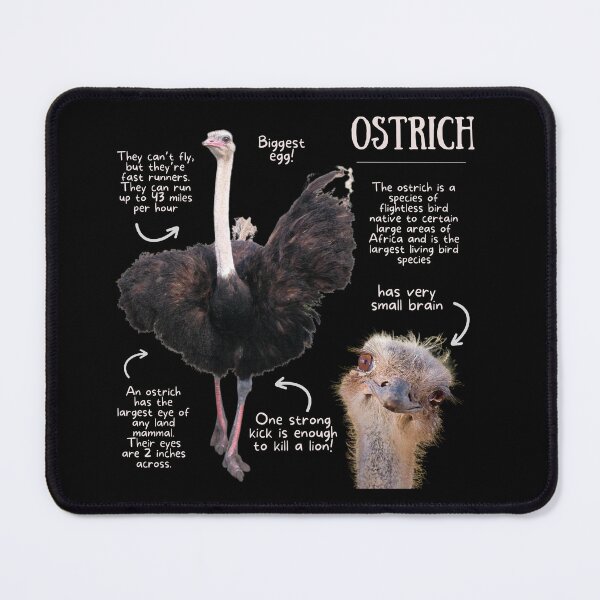 Item preview, Ostrich Fun Facts designed and sold by KyleNesas.