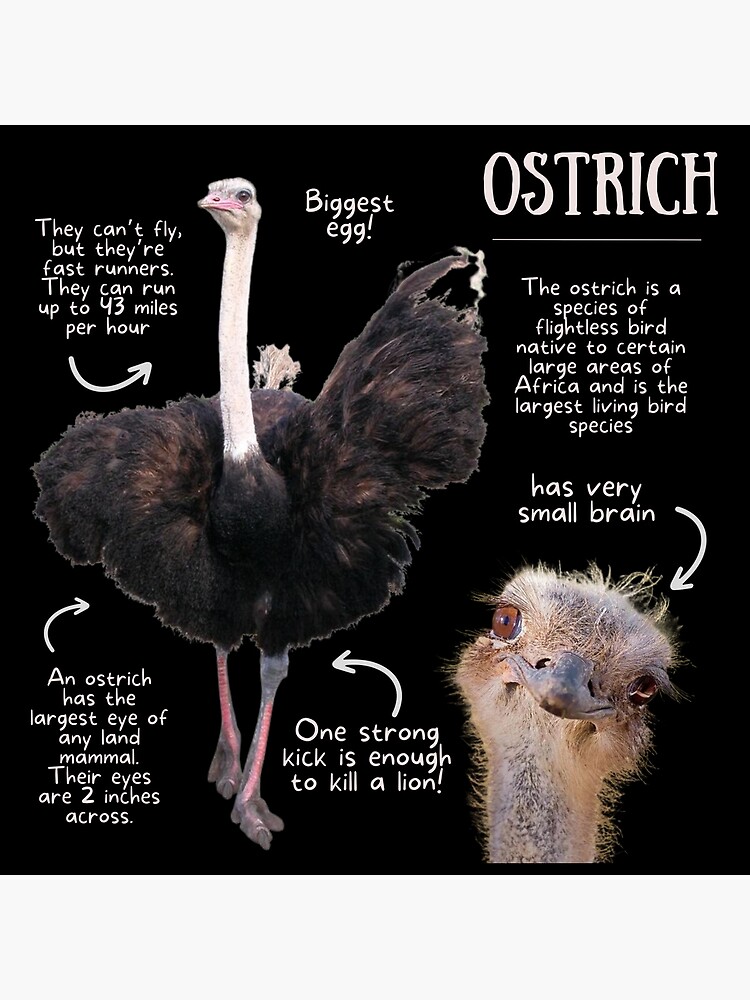 🐦 Find me if you can Ostrich is already bored and waiting, when