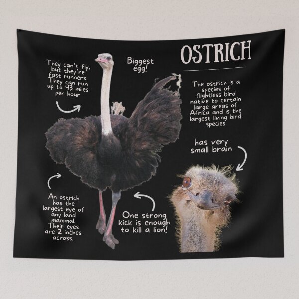 Item preview, Ostrich Fun Facts designed and sold by KyleNesas.