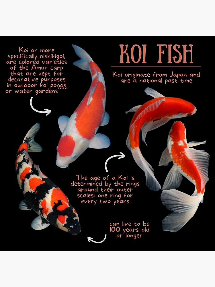 5 Facts About Koi Fish