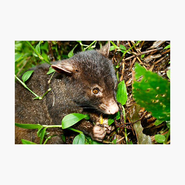 Item preview, Mountian Brushtail Possum designed and sold by Brett Habener.