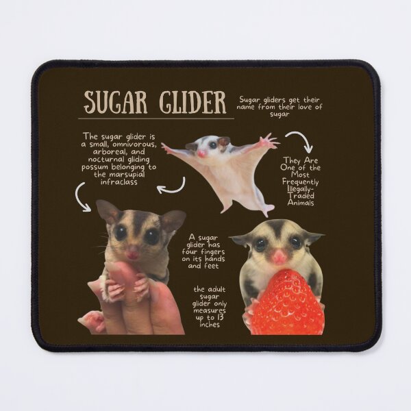 Item preview, Sugar Glider Fun Facts designed and sold by KyleNesas.