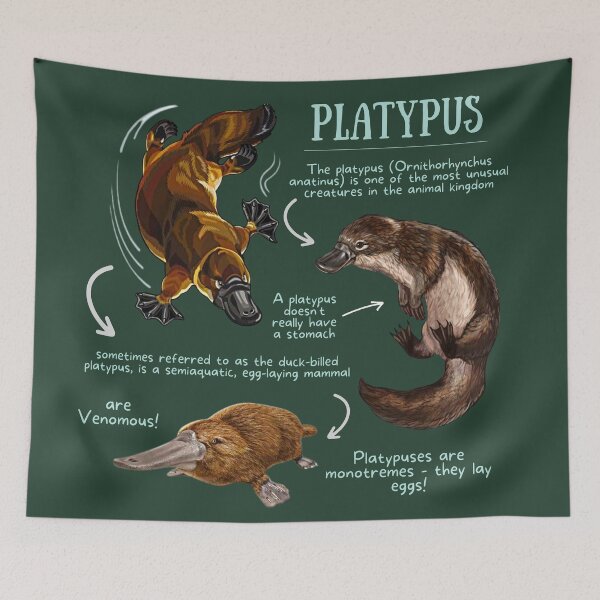 Item preview, Platypus Fun Facts designed and sold by KyleNesas.