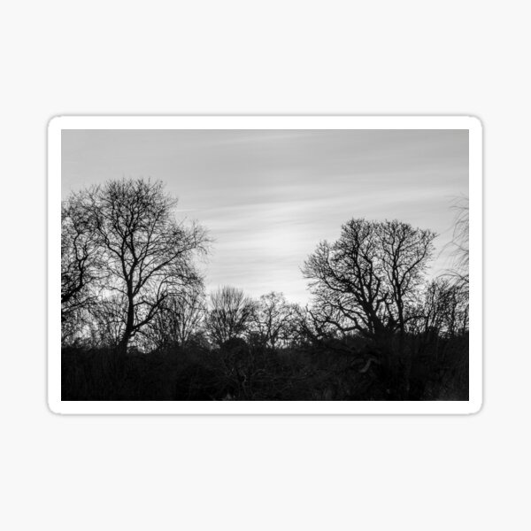 Sun set thought the trees Sticker