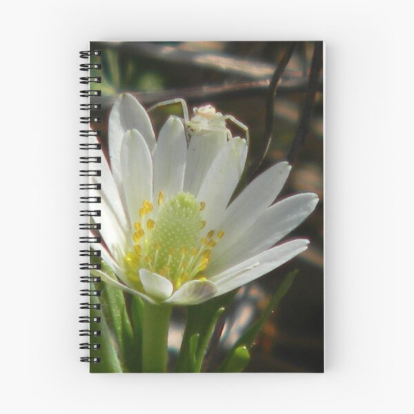 Item preview, Windflower and Guest, a Sign of Spring designed and sold by Navigator.