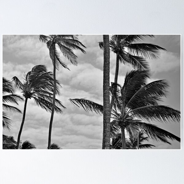 Strong wind blowing palm trees