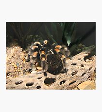 Red Knee Tarantula Photographic Print