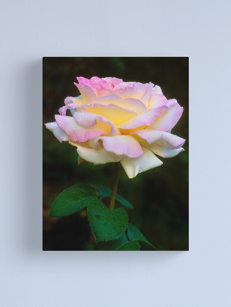 Alternate view of Summer Shower Rose Canvas Print