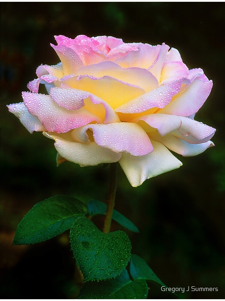 Summer Shower Rose by nikongreg