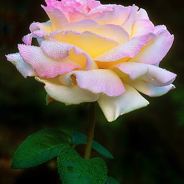 Artwork thumbnail, Summer Shower Rose by Gregory J Summers