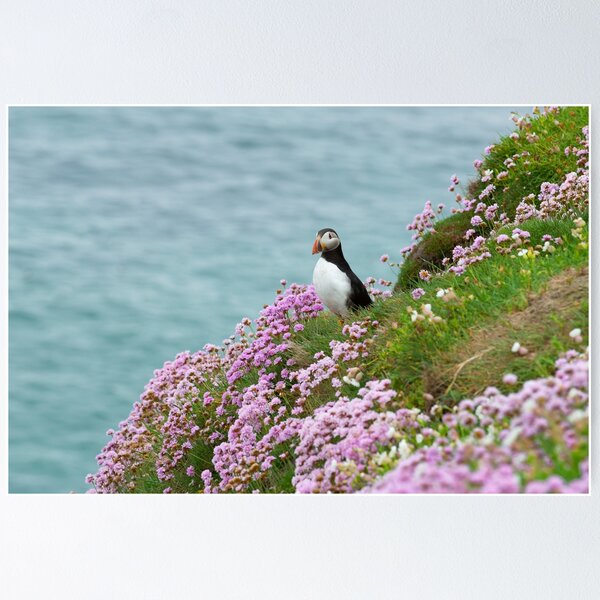 Item preview, Puffin in Sea Pinks, Saltee Islands, County Wexford, Ireland designed and sold by AndrewJonesFoto.
