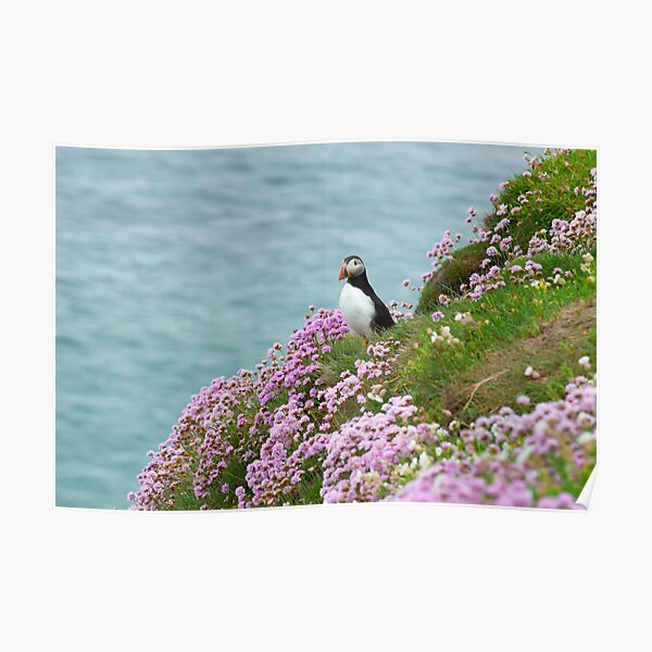 Puffin in Sea Pinks, Saltee Islands, County Wexford, Ireland Poster