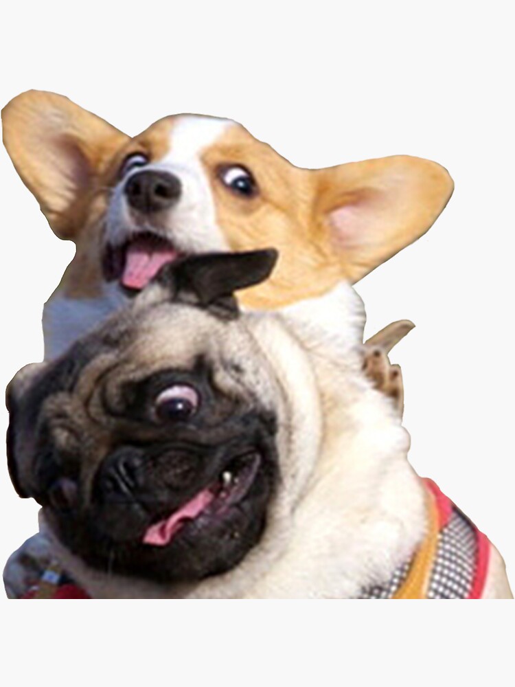 Corgi and Pug by evelyngruen
