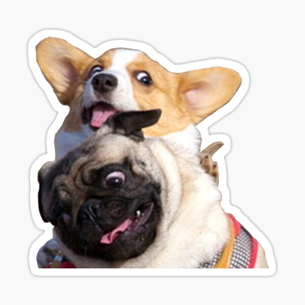 Corgi et Pug Sticker