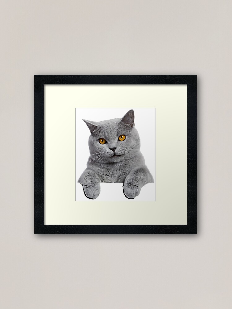 British Shorthair Cat Framed Art Print By Dacdacgirl Redbubble