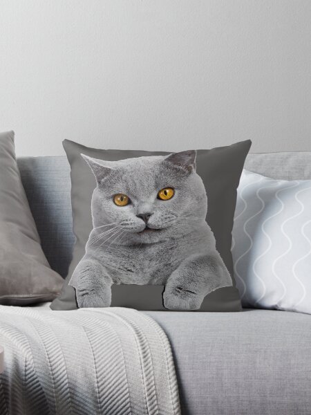 Artikel-Vorschau von Britisch Kurzhaarkatze, designt und verkauft von Dacdacgirl.