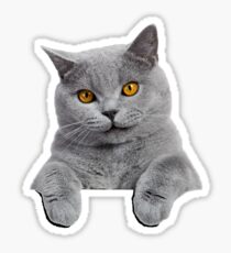 British Shorthair Cat Sticker