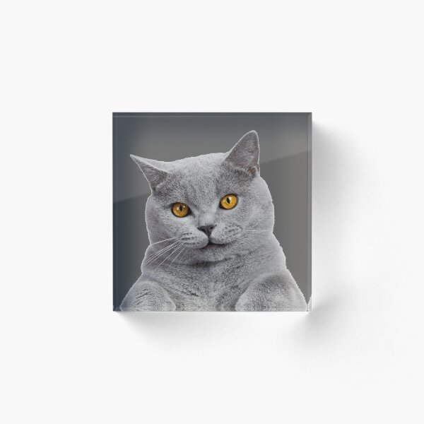British Shorthair Cat Acrylic Block