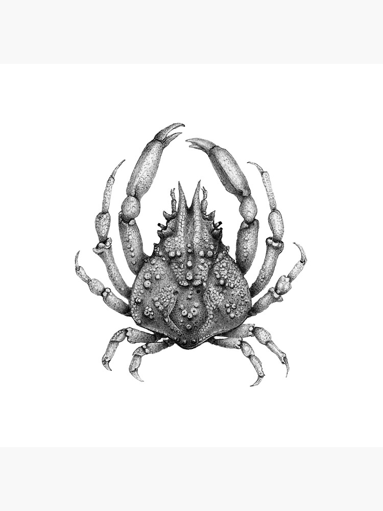 "Spider Crab Black and White Pen Drawing" Poster for Sale by