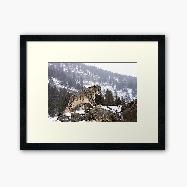 Item preview, Snow Leopard designed and sold by mrshutterbug.