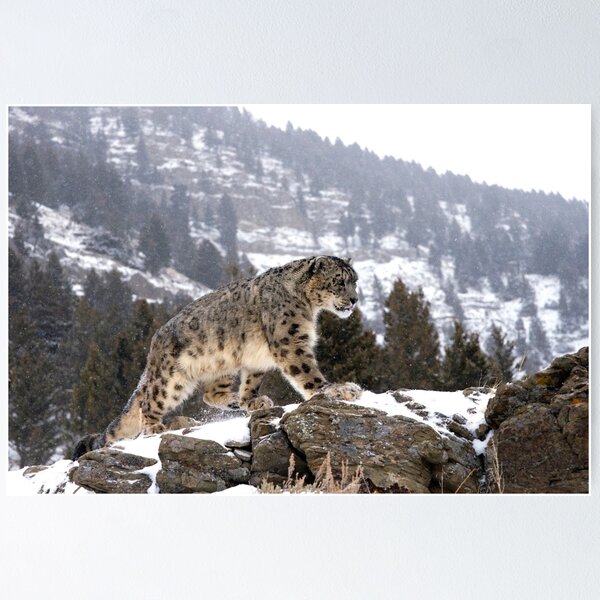 Framed Canvas Art - Snow Leopard - Blue Ice by Collin Bogle ( Animals > Wildlife > Wild Cats > Leopards art) - 26x26 in