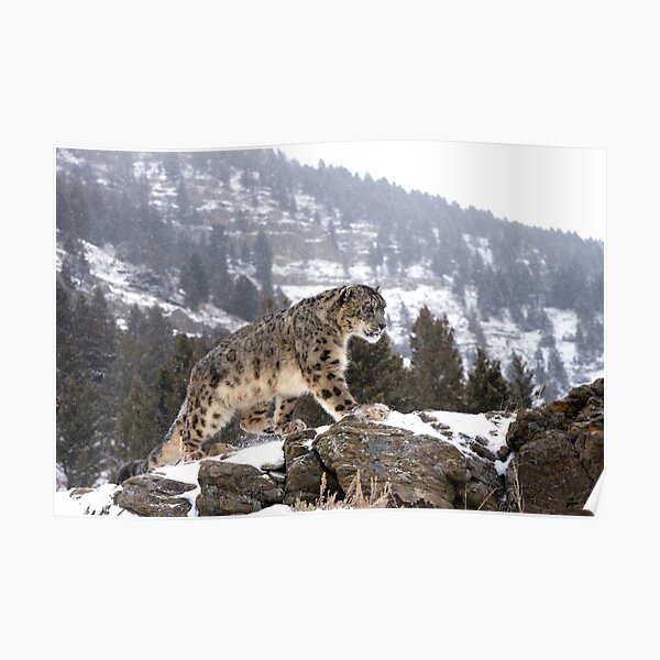 Snow Leopard Poster