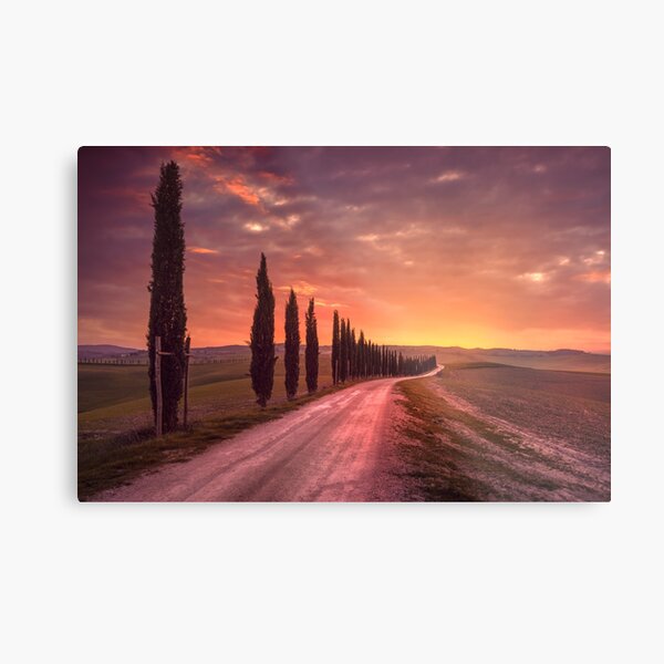 Cypress tree lined road in the countryside of Tuscany, Italy Metal Print