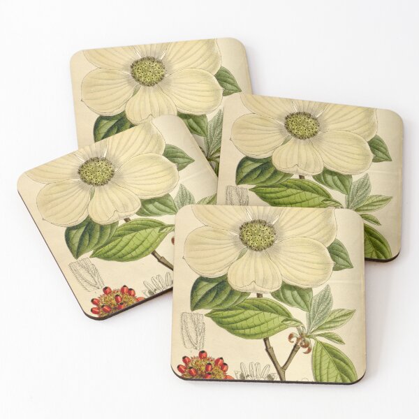 Item preview, Cornus nuttallii 136 8311 designed and sold by EsotericBotanic.