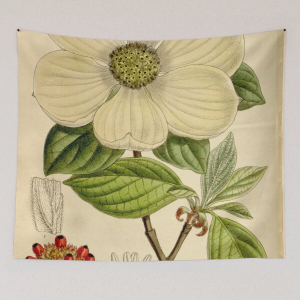 Item preview, Cornus nuttallii 136 8311 designed and sold by EsotericBotanic.