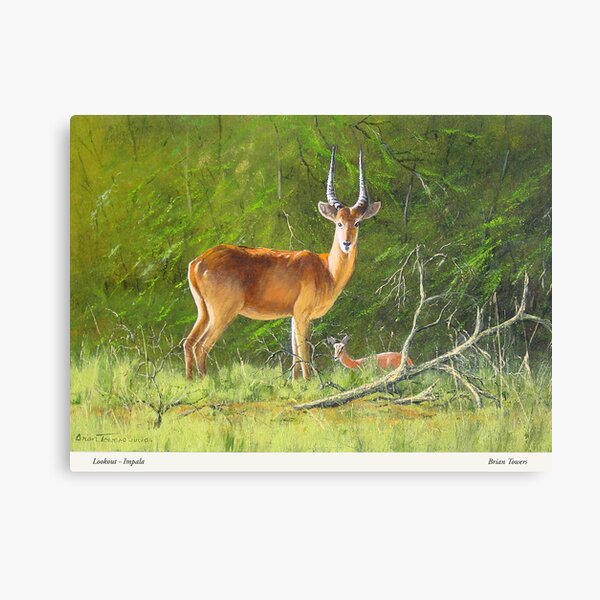 Lookout - imparla Canvas Print