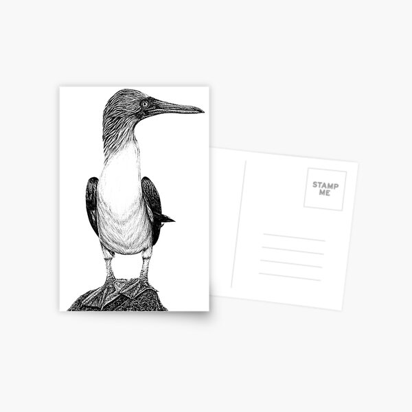 Blue Footed Booby Postcards for Sale