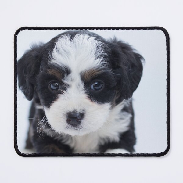 Item preview, Cute black and white puppy designed and sold by Past-Midnight.