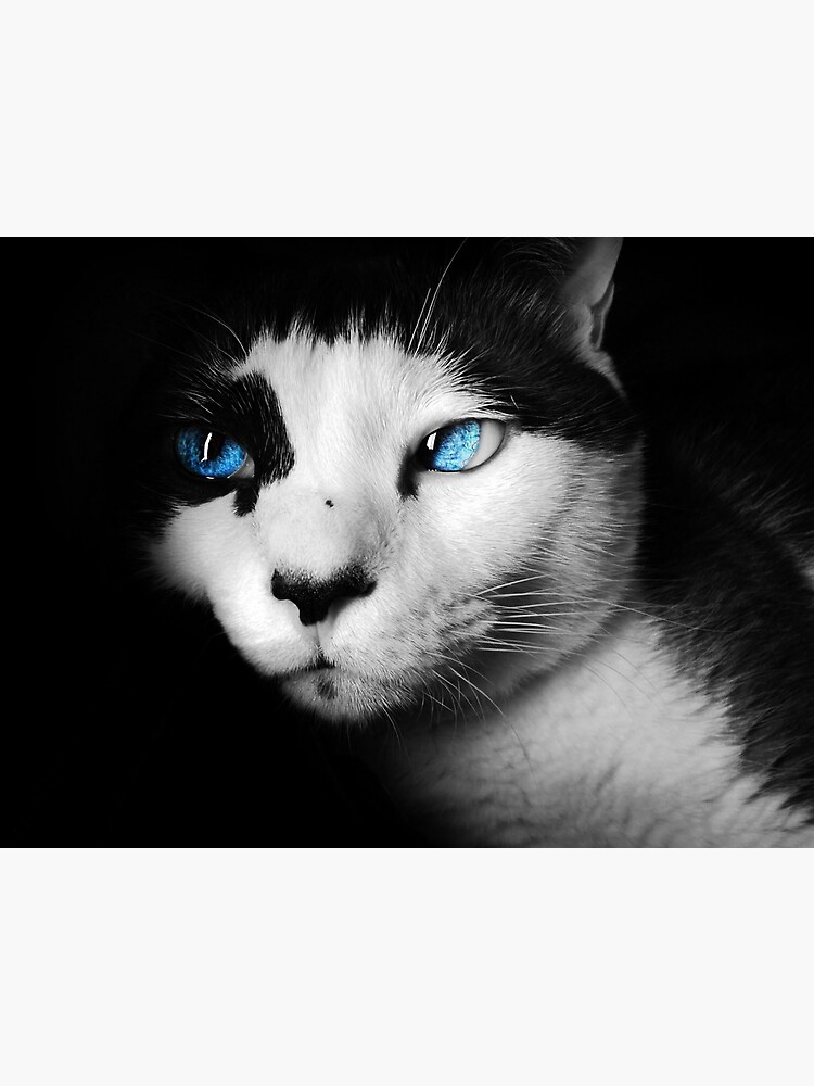 "Cat with blue eyes." Poster for Sale by dijanajovicic Redbubble