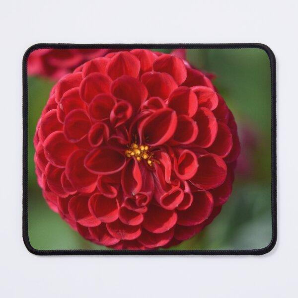 Item preview, Red Pompom Dahlia  designed and sold by WesleyBarr.