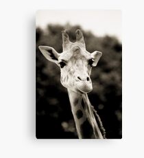 Mr 'G' Canvas Print