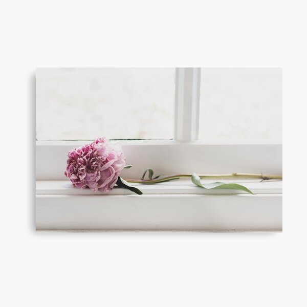 Beautiful wilted pink peony flower on window sill Metal Print