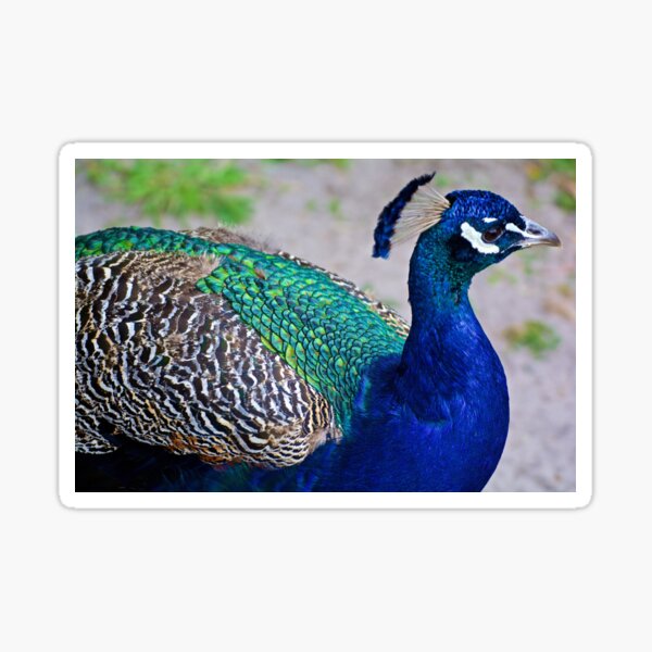EXOTIC ~ Blue Peacock iKefURb2 by David Irwin Sticker